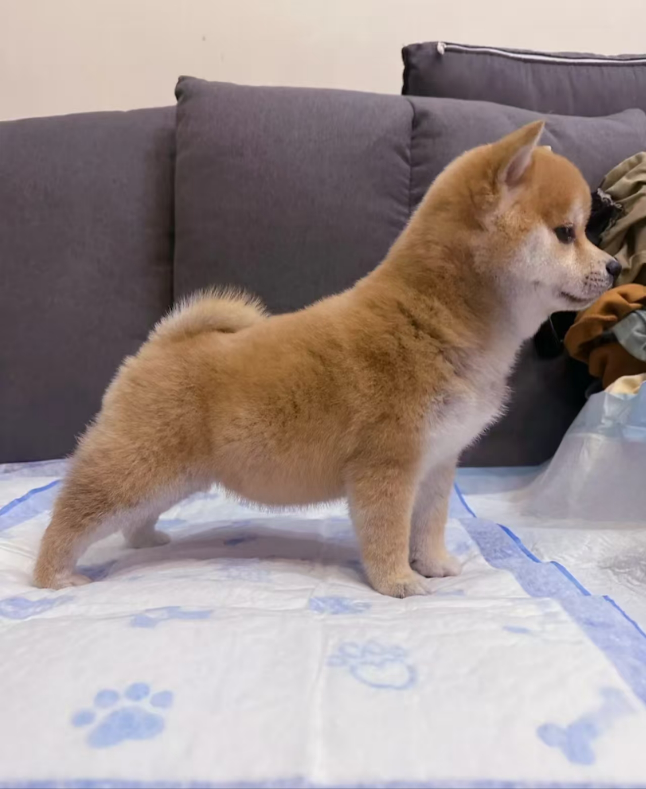 黄狗白面小柴犬